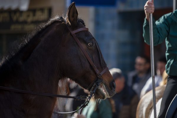_DSC6775