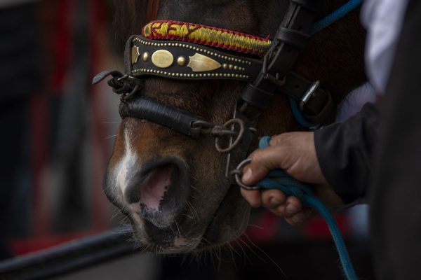 _DSC7216